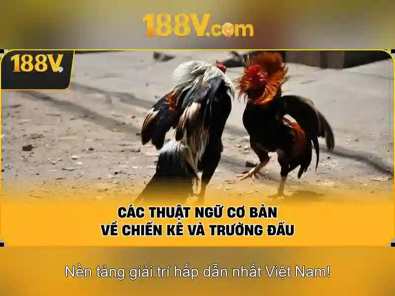Tong quan 188v la gi