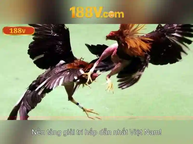 Trải nghiệm người dùng và phản hồi từ cộng đồng 188v school